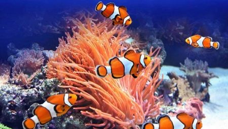 Poisson clown: variétés et règles de conservation en aquarium