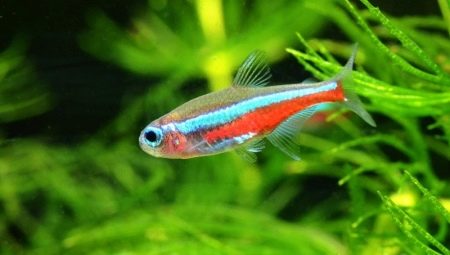 Neonske ribe: sorte, odabir, njega i reprodukcija
