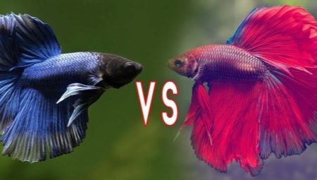Peixe Betta: variedades, seleção, cuidado e reprodução de peixes lutadores