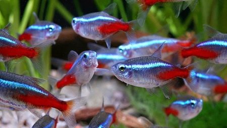 Ar ko neona zivis sadzīvo akvārijā?