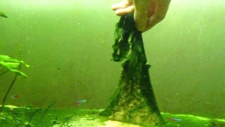 Alga biru-hijau dalam akuarium: punca dan cara untuk memerangi