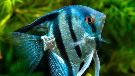Angelfish: varieties, care and reproduction