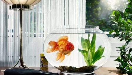 Combien de temps vivent les poissons d'aquarium ?