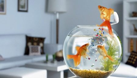 Hvor lenge lever gullfisk og hva er den avhengig av?