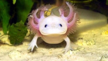 Manter um axolotl em casa