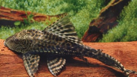 Pterygoplicht ikan keli: jenis dan cadangan penjagaan