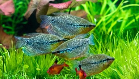 Compatibilidad del gourami con otros peces