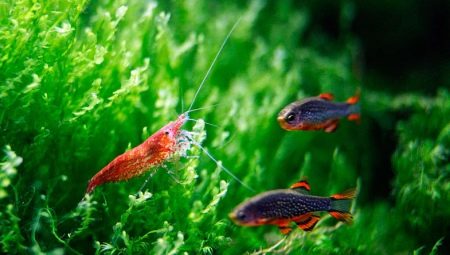 Compatibilité des crevettes avec les poissons de l'aquarium