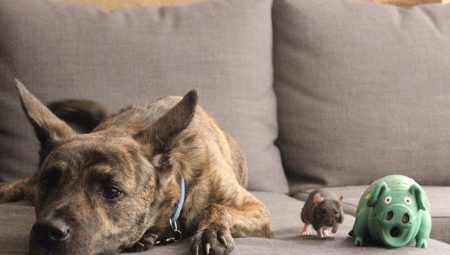 Compatibiliteit met honden en ratten
