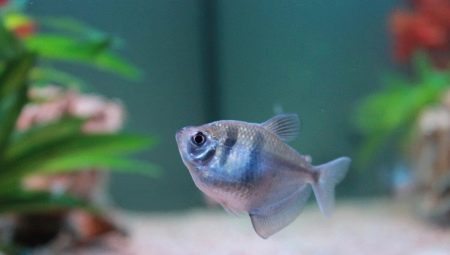 Thornsia Kompatibilität mit anderen Fischen