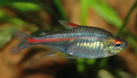 Tetra: descripció, tipus i manteniment dels peixos d'aquari