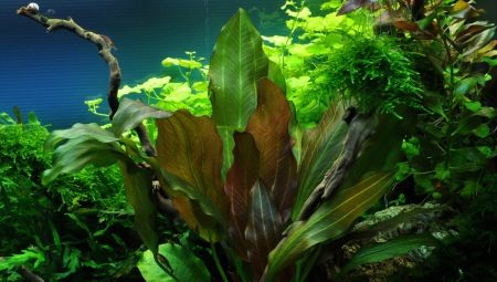 Types de plantes d'aquarium