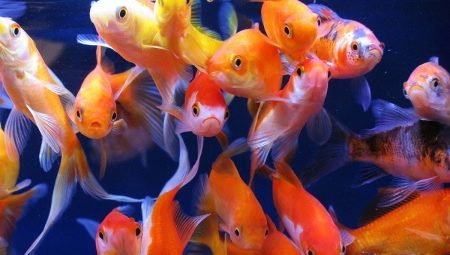Arten von Goldfischen