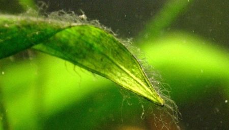 Algues vertes dans un aquarium: causes d'apparition, méthodes de contrôle et de prévention