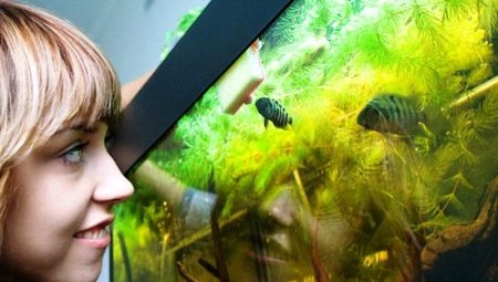 Poissons d'aquarium vivipares: variétés, sélection et soins