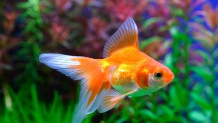 Zlatne ribice: sorte, selekcija, njega i uzgoj
