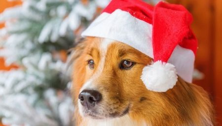 Ano do Cachorro: características e compatibilidade