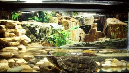 Come allestire un acquario per tartarughe?