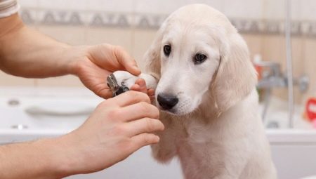 How to trim your dog's nails at home?