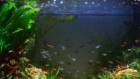 Поновно покретање акваријума: како правилно променити воду?