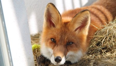 Домаћа лисица: колико година живи, како је хранити и како је чувати?
