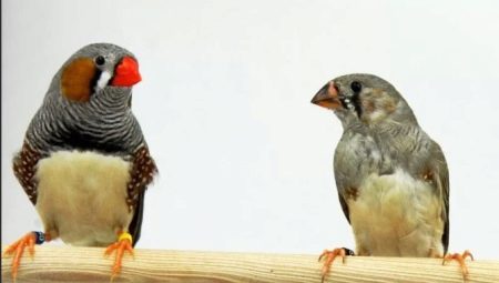 Làm thế nào để phân biệt một con chim sẻ đực với một con cái?