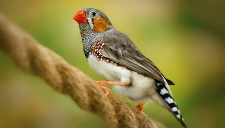 Ptaki Finch: rodzaje i utrzymanie w domu