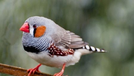 Chim sẻ sống được bao nhiêu năm và nó phụ thuộc vào những gì?