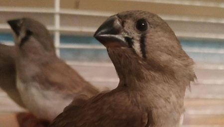 Burung Finch Jepun: penerangan dan kandungan di rumah