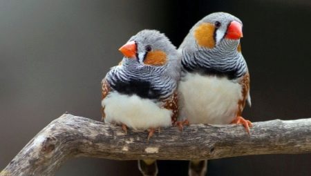Chim sẻ vằn: bảo dưỡng, chăm sóc và nhân giống