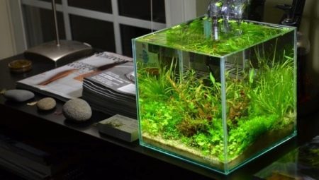 Cubetti d'acquario: caratteristiche, dimensioni e regole di progettazione