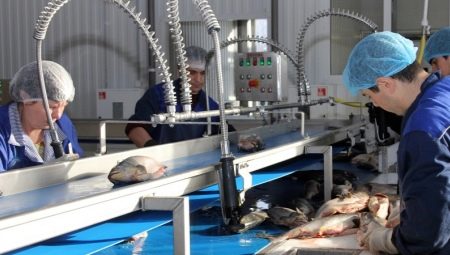 Kỹ thuật viên sản xuất cá là ai và anh ta làm nghề gì?