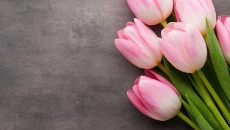 لماذا يتم تقديم زهور التوليب في 8 مارس؟