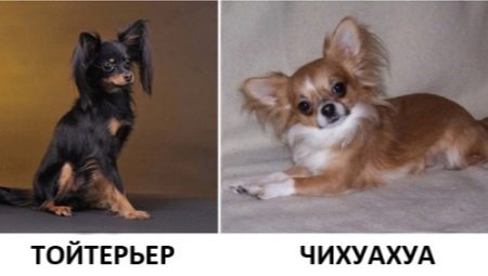 Jak se toy teriér liší od Chihuahua a koho je lepší vybrat?
