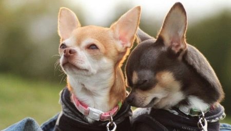 Podmienky zadržania a pravidlá starostlivosti o Chihuahua