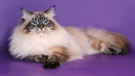 Какви са цветовете на Невските маскарадни котки?