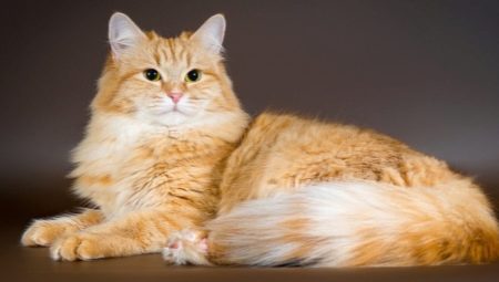 Црвене сибирске мачке: карактеристике и садржај расе