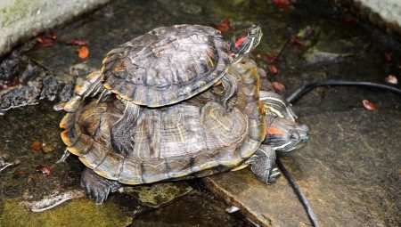 Kādam izmēram un cik ātri mājās izaug sarkanausu bruņurupucis?