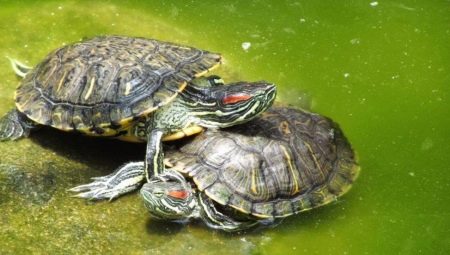 Comment déterminer le sexe d'une tortue à oreilles rouges ?