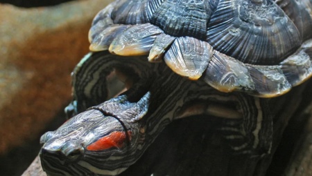 ¿Cómo determinar la edad de una tortuga de orejas rojas?