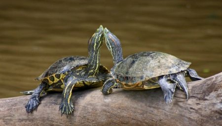 Wie brüten Rotohrschildkröten?