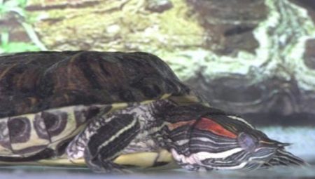 Hoe slapen roodwangschildpadden?