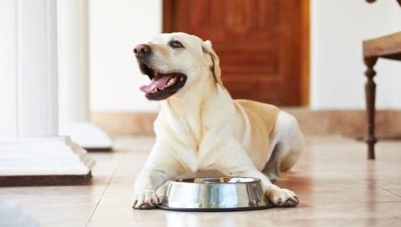 Thức ăn ROYAL CANIN cho chó Labradors