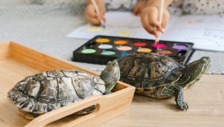 Ist es möglich, dass eine Rotohrschildkröte in der Wohnung herumläuft und wie man sie durchläuft?