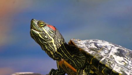 Může být želva ušatá chována bez vody a jak dlouho?