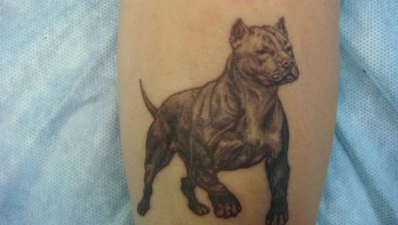 Aperçu et signification du tatouage pit-bull