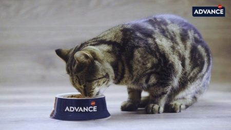 Examen avancé des aliments pour chats et chats