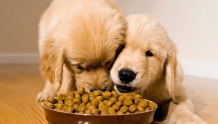 Avaliação de Hill's Puppy Food