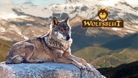 Revisão de comida de cachorro Wolfsblut