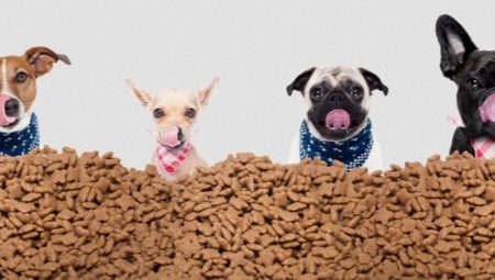 Beschrijving en overzicht van holistische voeding voor honden van kleine rassen